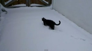 No te pierdas a Fletch, el gato que conoció la nieve (Video)