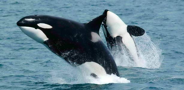 Las orcas no atacan a los barcos: son adolescentes juguetonas, dicen los científicos