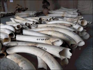 Tráfico de marfil acaba con la población de elefantes en Mozambique y Tanzania