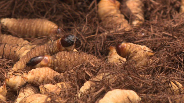 Necesitamos comer más insectos (Video)