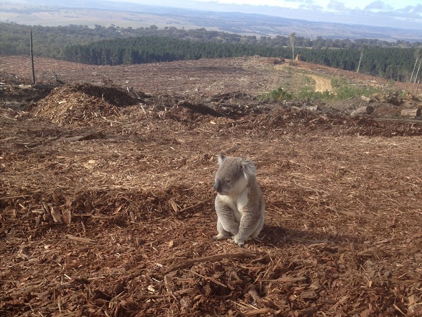 Koala se queda sin hogar por deforestación (Foto + Eso no se hace)