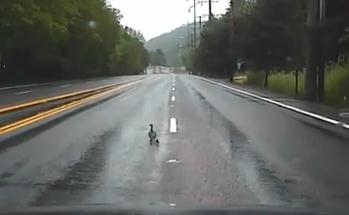 Policía detiene persecución para no atropellar a familia de patitos que cruzaba carretera (Video)