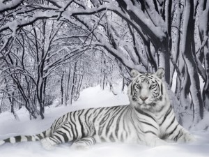 Se descifra el misterio genético del tigre blanco