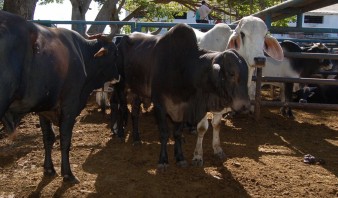 Insumos para cría de ganado bovino subieron hasta 126% este año