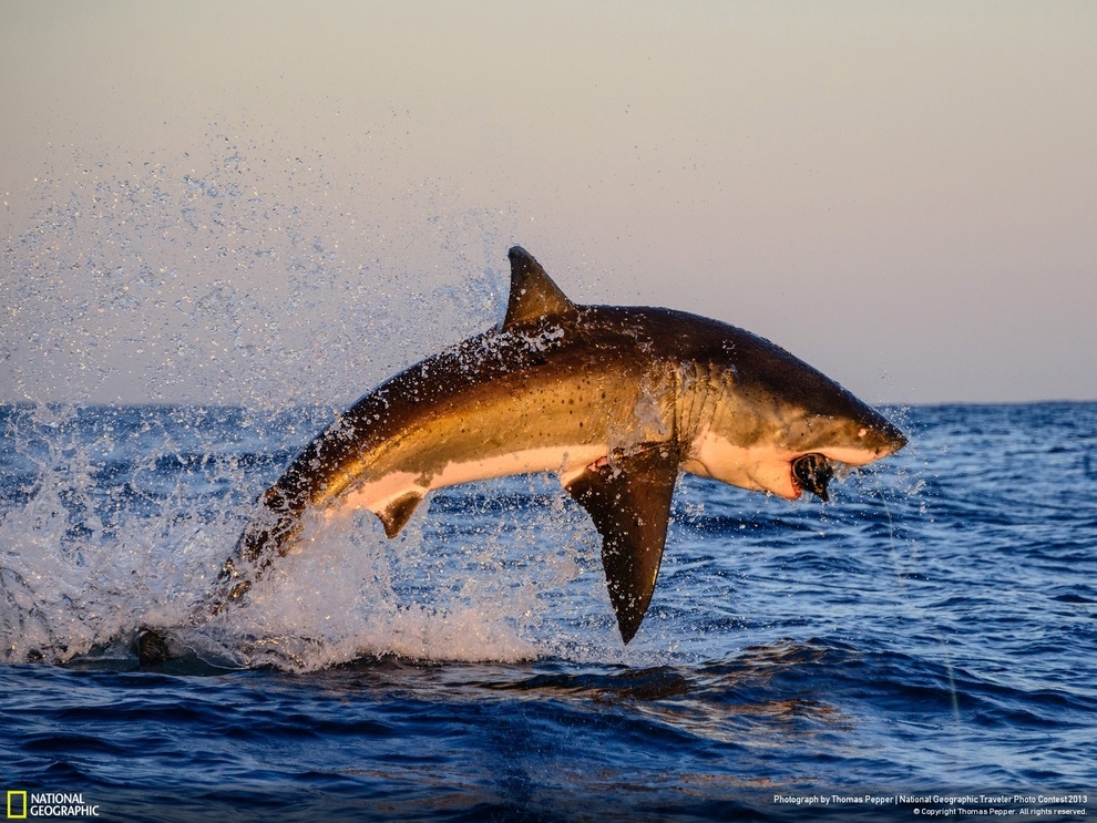 Espectaculares imágenes animales… con la calidad de NatGeo