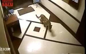 Brutal ataque de leopardo a un perro dentro de un edificio (Video)