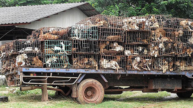 En Tailandia torturan perros “para mejorar su sabor”