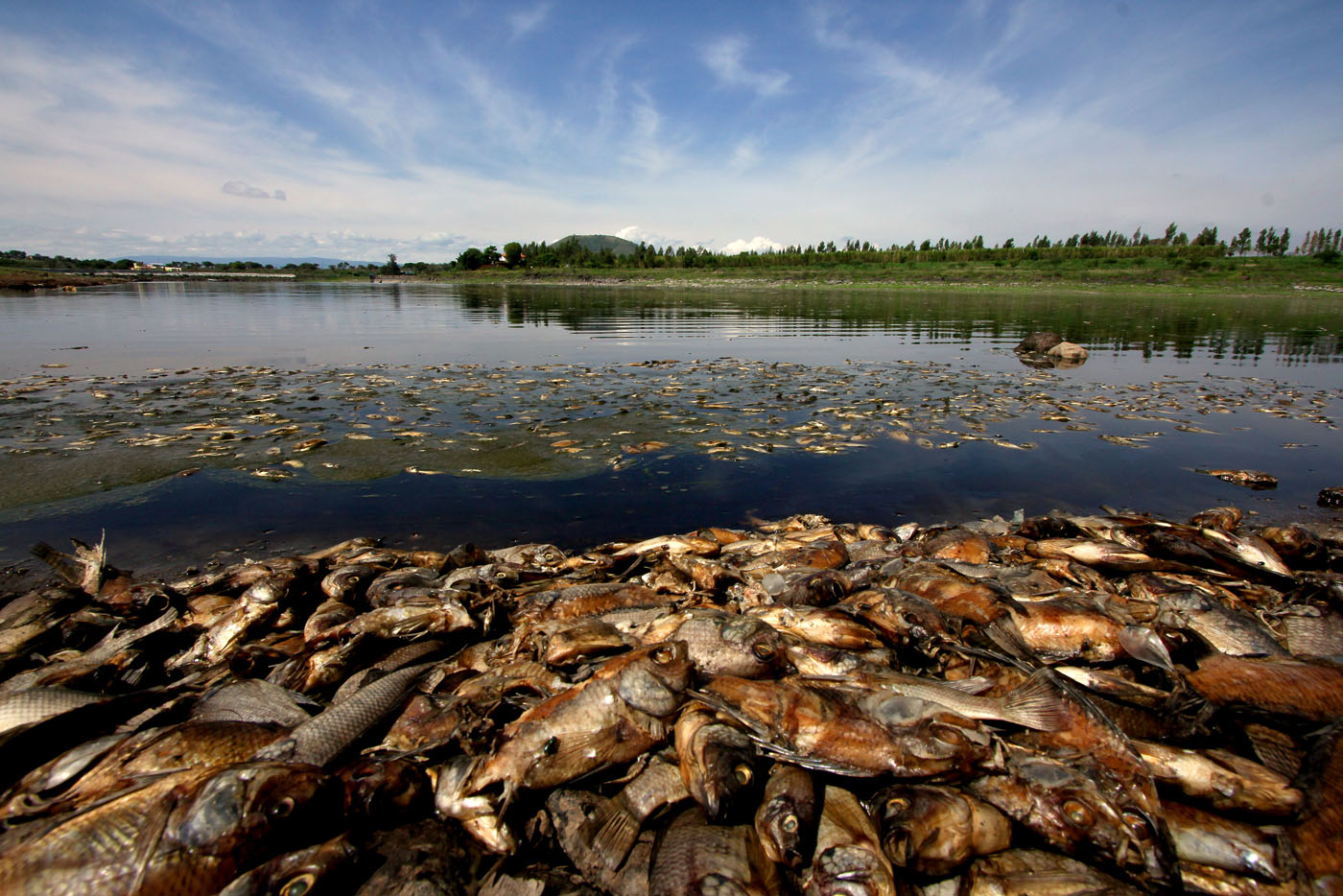La represa de México donde murieron todos los peces (Fotos)