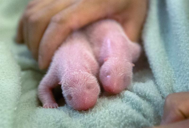 LA FOTO de los primeros gemelos panda en EE UU (Una Ternura)