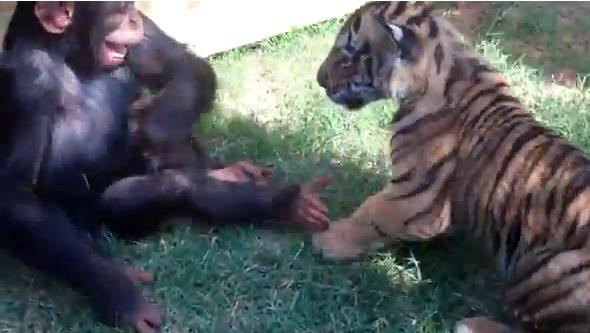Insólita amistad: Un Chimpancé bebé, cachorros de tigre y cría de lobo juegan juntos (Video)