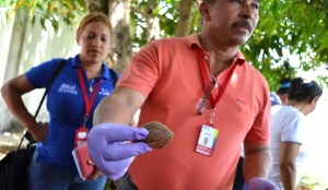 Alerta en Falcón por aparición de caracoles africanos