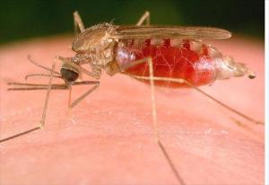 Alertan que epidemia de malaria no está controlada
