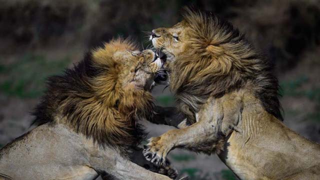 Impactante: Así es el mundo animal en la selva de Kenia (Fotos)