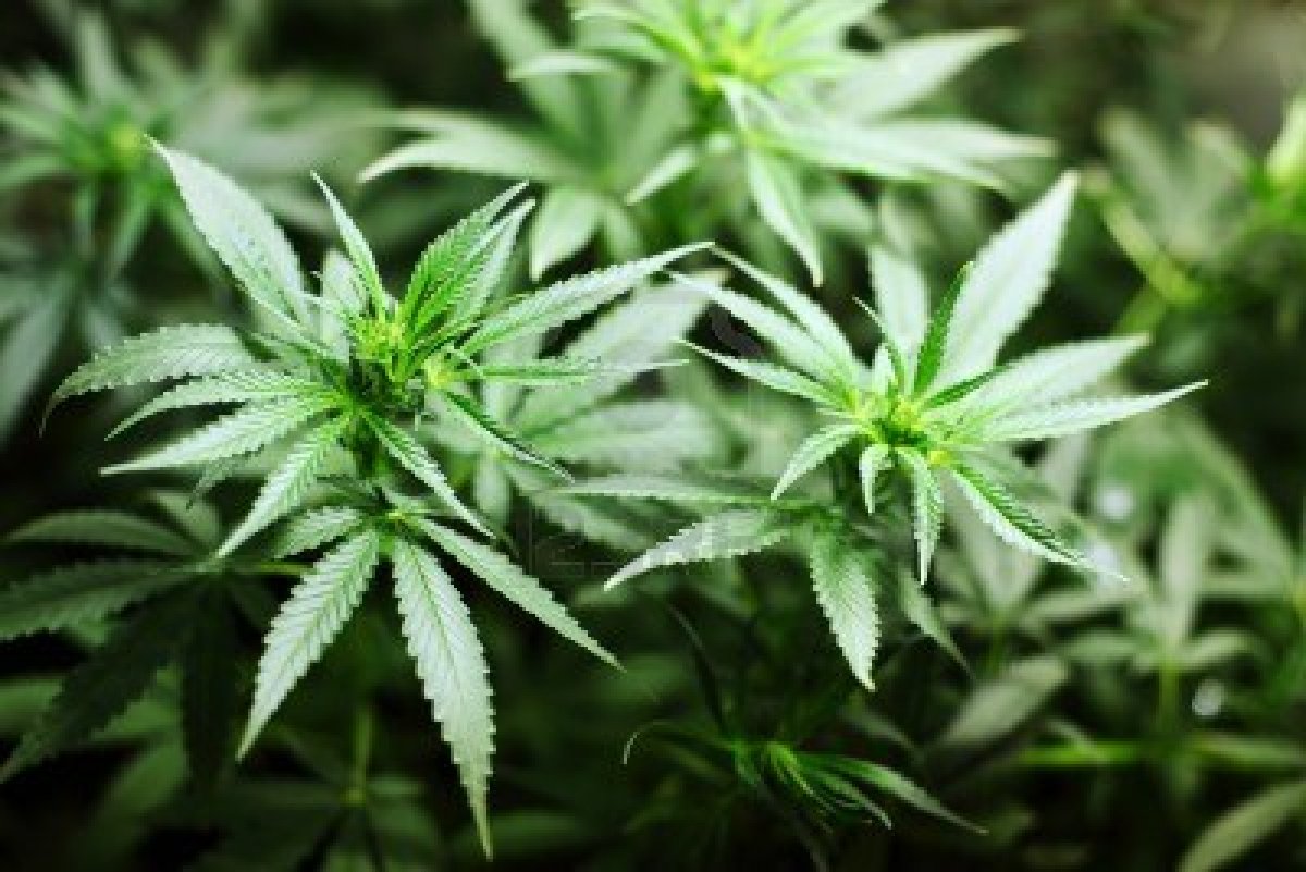 Hombre es privado de libertad por tráfico de 528 plantas de marihuana