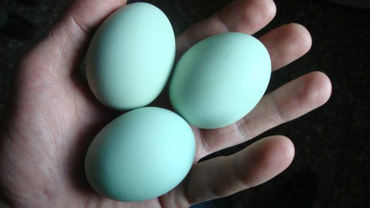 ¿La gallina puso un huevo azul? Felicidades, tu gallina está enferma