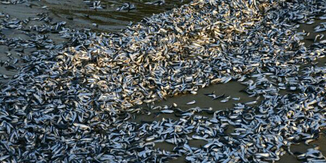 Cambio climático podría haber causado muerte de peces en Vargas