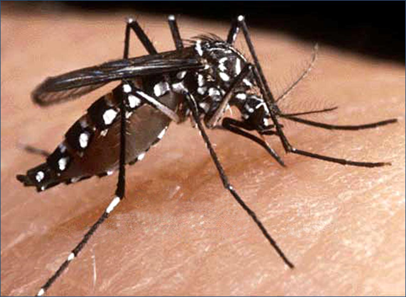 Una vacuna experimental contra el dengue reduce en un 95,5 % los casos graves