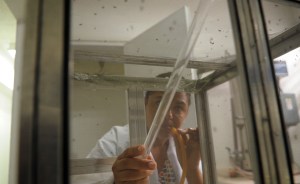 Saludanz confirmó dos nuevos casos del virus chikungunya