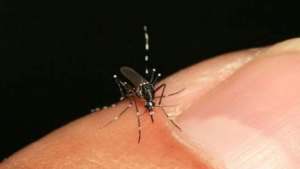 Casos de chikungunya predominan en Caracas y Carabobo