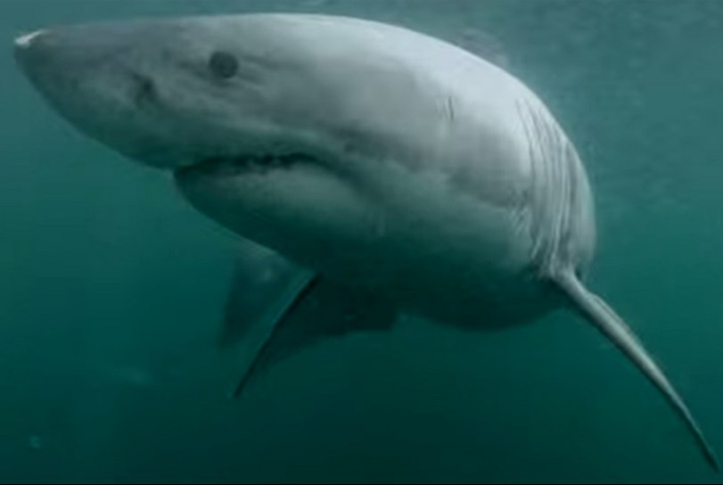 Bañista enfrenta a un tiburón blanco y lo graba con una GoPro
