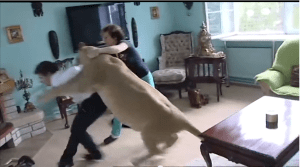 En video: León ataca a un hombre en su propia casa
