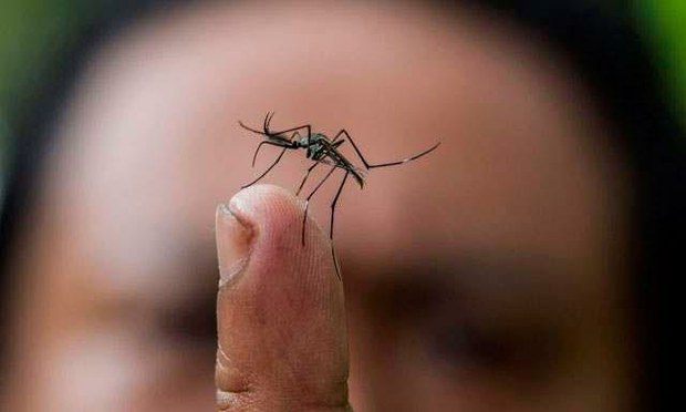 Confirman cuatro casos del virus zika en Caroní