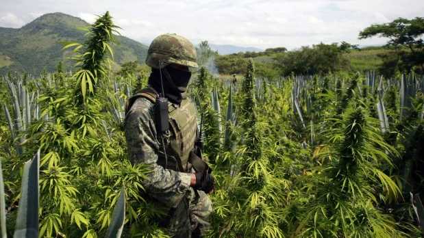 Destruyen más de 100 toneladas de marihuana en la frontera entre Paraguay y Brasil