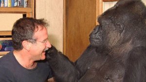 La historia de Koko, el gorila que lloró por Robin Williams
