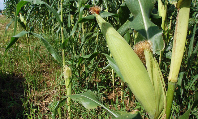 Fedeagro espera que el Gobierno cumpla con el pago de cosecha de maíz