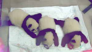 Trillizos panda, lo nunca visto (Video)