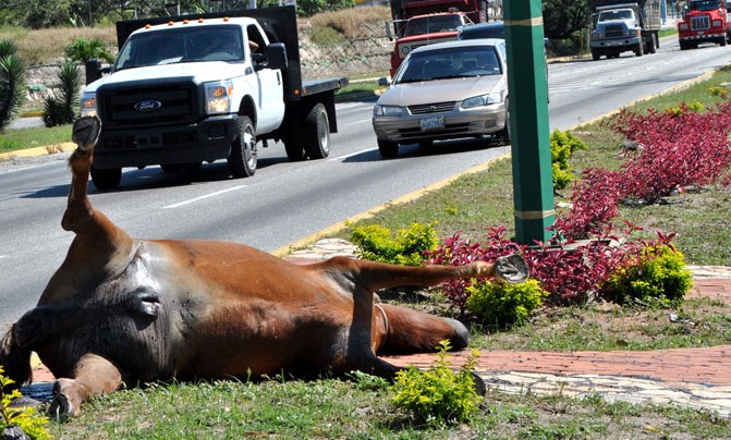 Sorprendió caballo muerto en avenida de Barquisimeto (Foto)