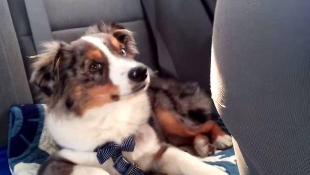 El tierno perrito que canta la canción de Frozen ya está aquí (Video)