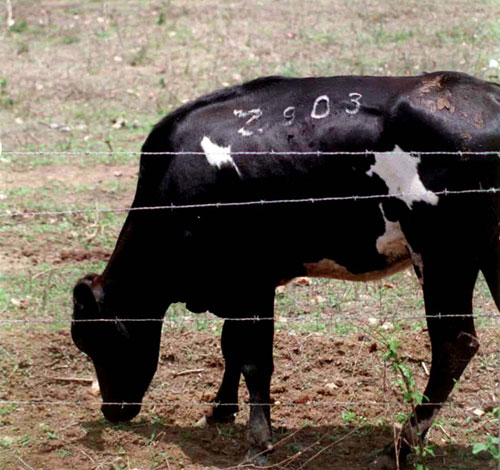 Gobierno Nacional prohíbe sacrificar hembras bovinas en estado de preñez