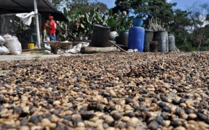 Producción de café cae en un 80% en Lara