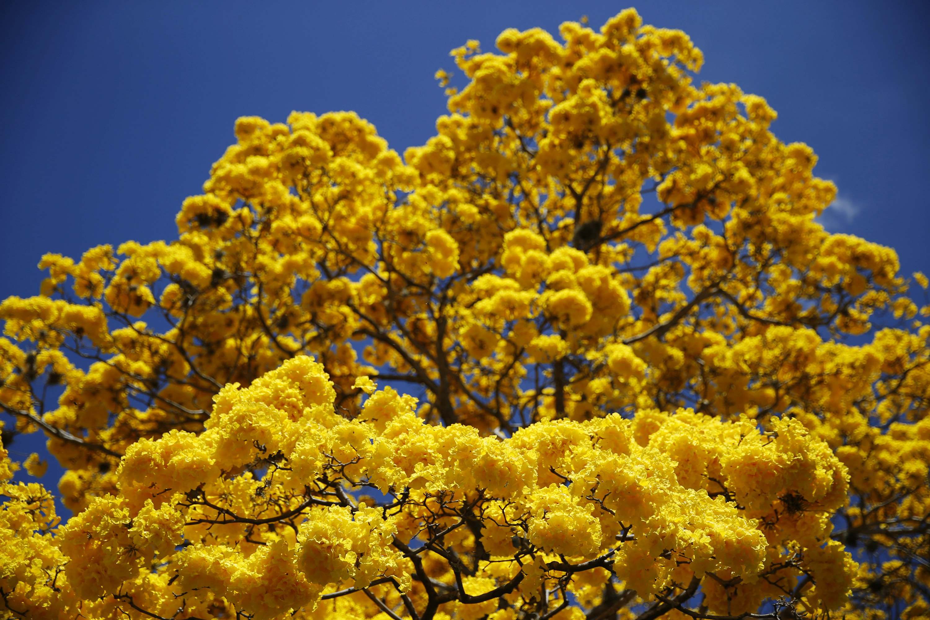 Este #29May se celebran 74 años de la declaración del Araguaney como Árbol Nacional