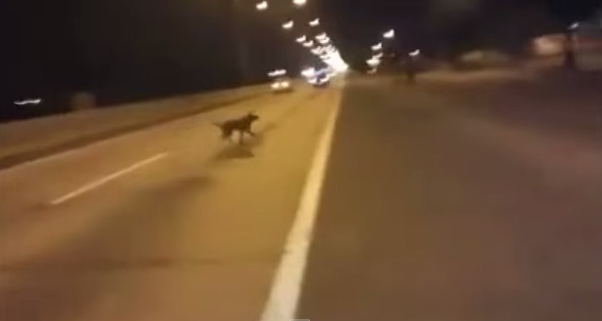 WTF! un perro se teletransporta y evita ser arrollado (Video)