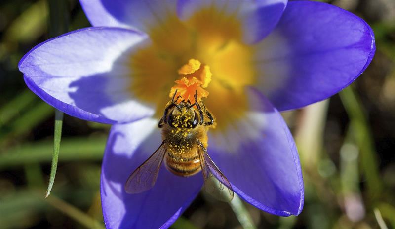 El polen de las flores sirve de herramienta científica para conocer el pasado