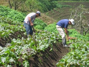 Producción de alimentos en Venezuela aumentó 34% en mayo, según Cavidea