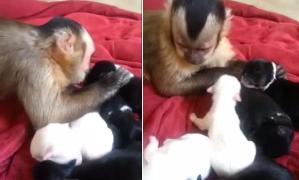 Mono se rinde ante la ternura de cachorros (Video)