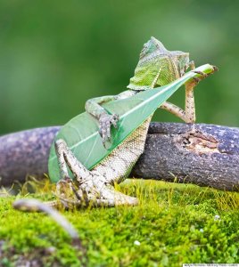 El lagarto “rockero” no tiene truco (FOTO)