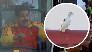 Esta vez fue una paloma blanca la que le dió su mensaje a Maduro (fotodetalles)
