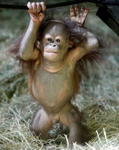 Presentan a crío de orangután en zoológico de Utah