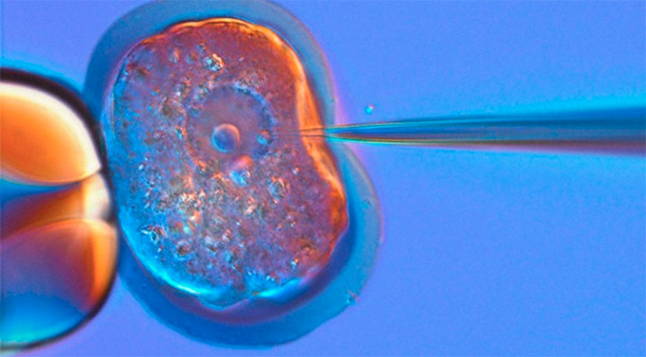 Científicos piden que se suspenda la “alteración” de embriones humanos
