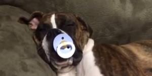 Conozca a Leia, la perra que no duerme sin su chupón (Video)