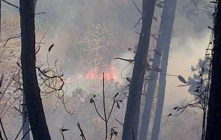 Controlan incendio forestal en Manzanares (Fotos)