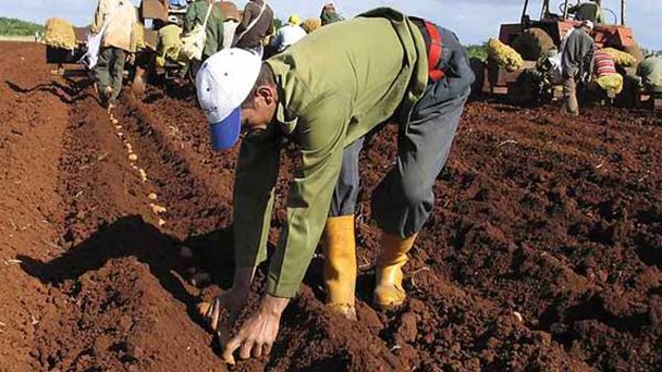 Se dañaron 7.000 sacos de semillas de papa por falta de agroquímicos