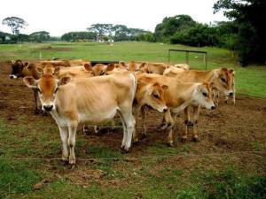 Fedenaga exigió respuesta al Ejecutivo ante la caída de producción de carne