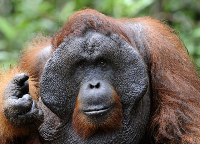 Un orangután, el primer animal al que ven curarse una herida con una planta medicinal