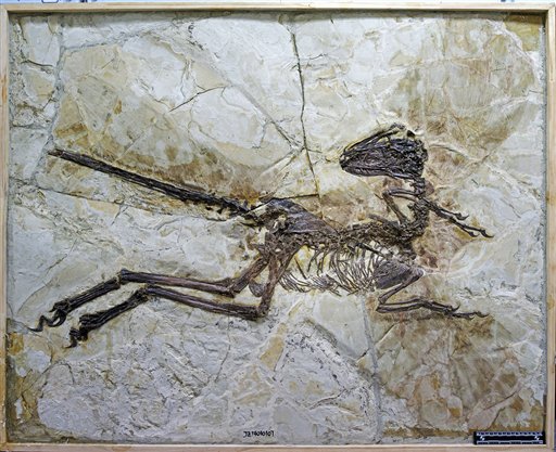 Descubren el primer fósil de dinosaurio emplumado