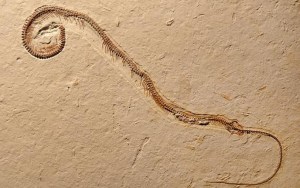¡WTF! Hallan el fósil de una serpiente con cuatro patas (Foto)